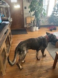 Lincoln Q, Adoptable, Adult Male German Shepherd Dog.