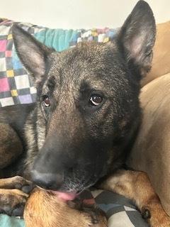 Lincoln Q, a Adoptable German Shepherd Dog in Suamico, WI image 2/6