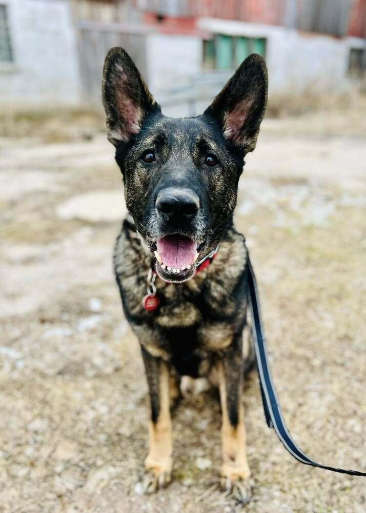 Enlarge Lincoln Q, a Adoptable German Shepherd Dog in Suamico, WI image 1/6