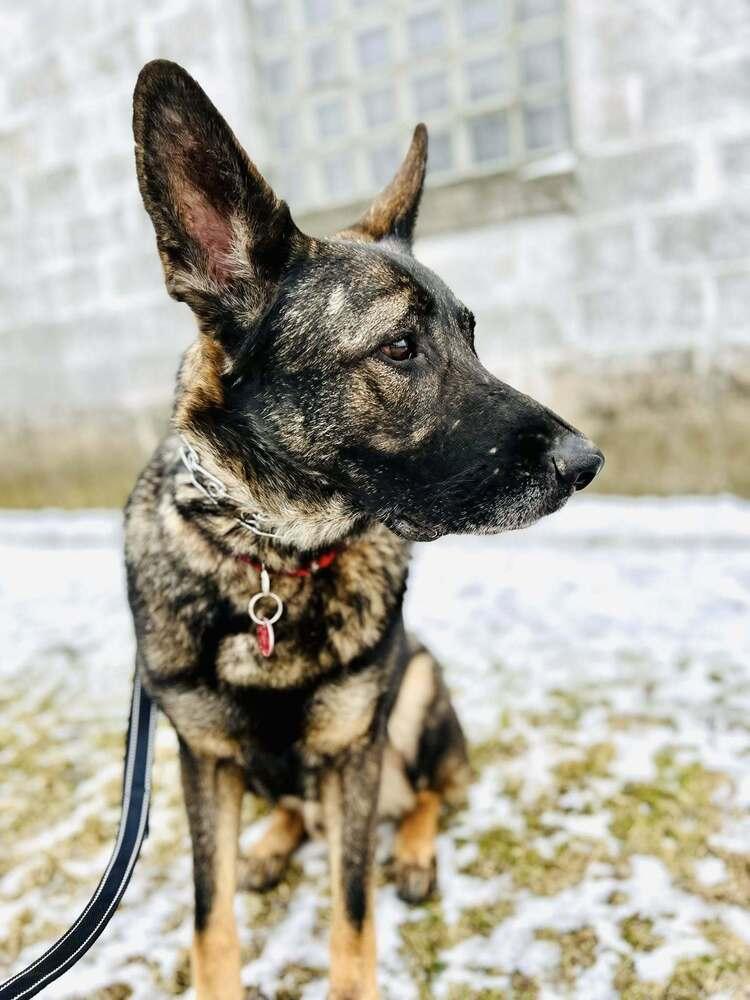 Enlarge Lincoln Q, a Adoptable German Shepherd Dog in Suamico, WI image 2/6