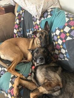 Lincoln Q, a Adoptable German Shepherd Dog in Suamico, WI image 4/6