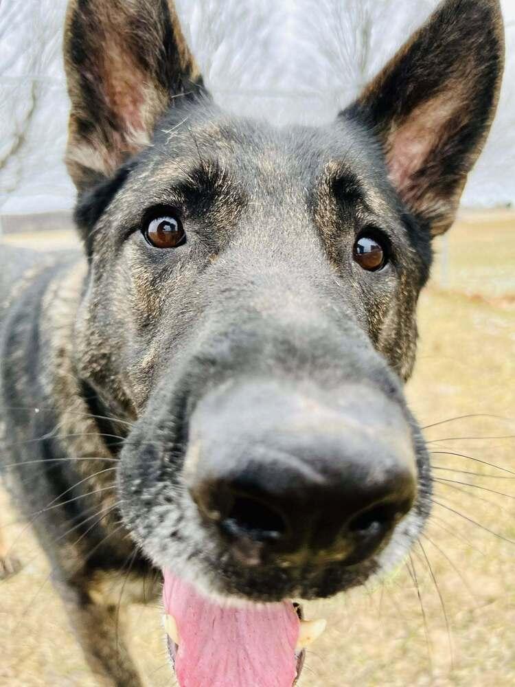 Enlarge Lincoln Q, a Adoptable German Shepherd Dog in Suamico, WI image 3/6