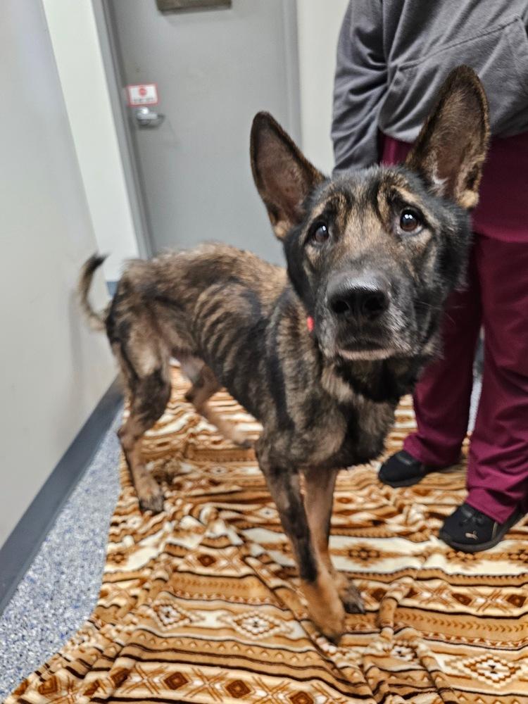 Lincoln Q, a Adoptable German Shepherd Dog in Suamico, WI image 5/6