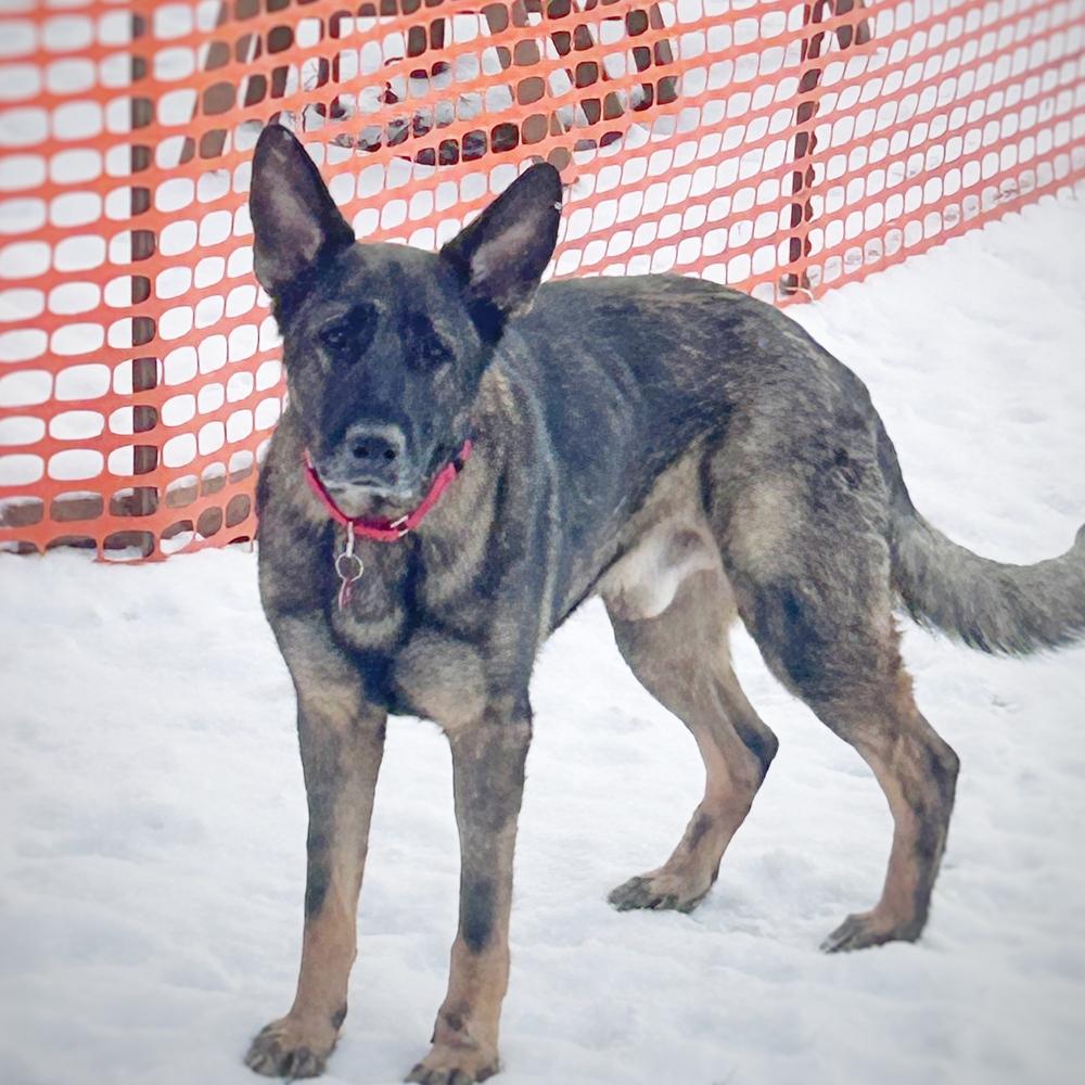 Lincoln Q, a Adoptable German Shepherd Dog in Suamico, WI image 6/6