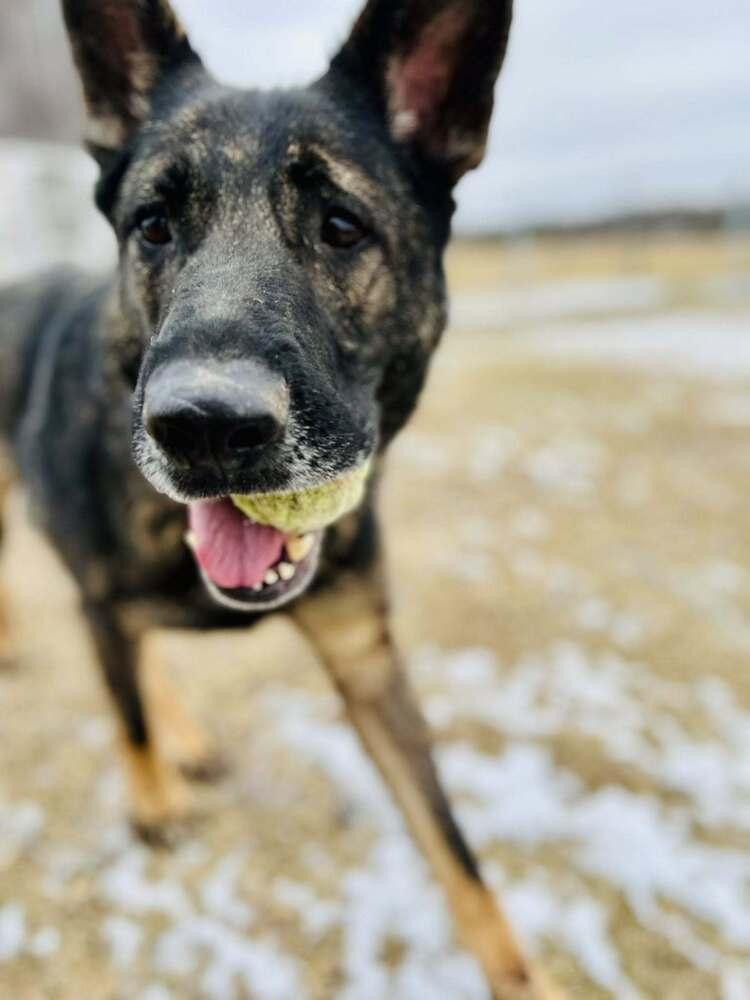 Enlarge Lincoln Q, a Adoptable German Shepherd Dog in Suamico, WI image 5/6