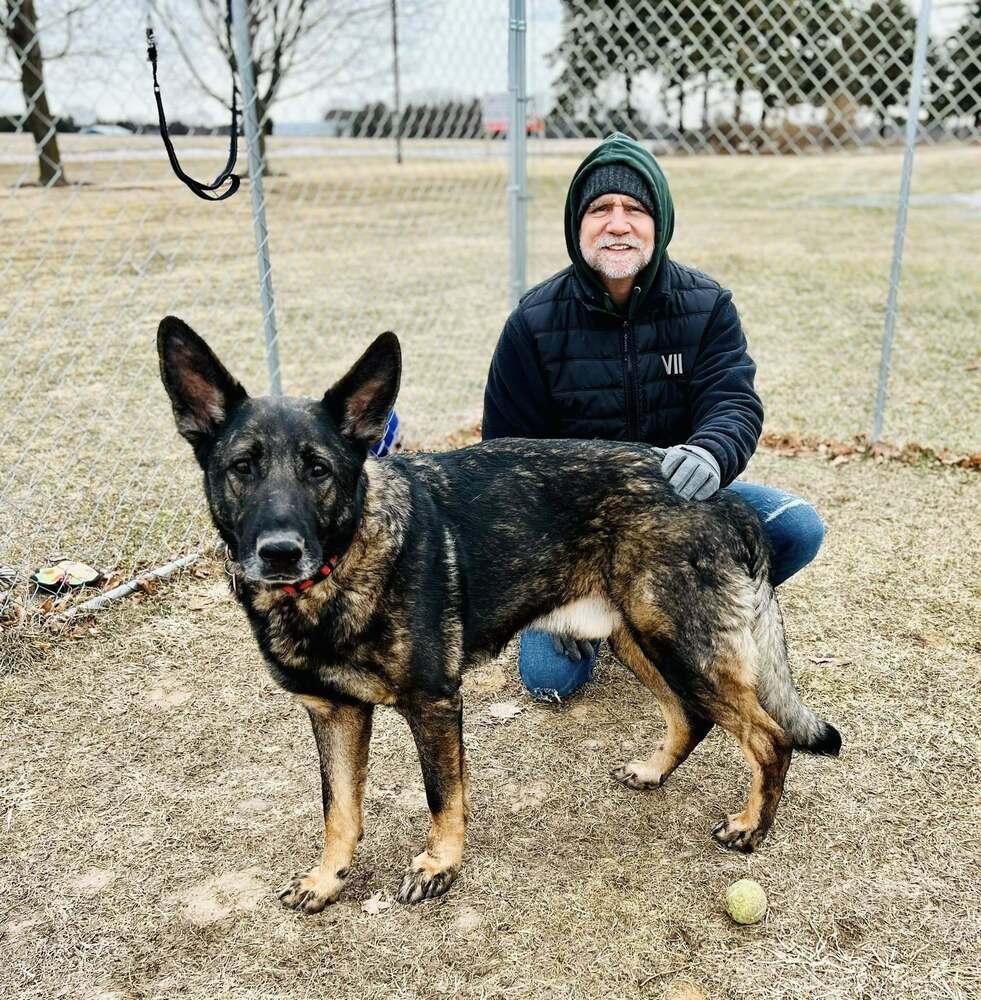Enlarge Lincoln Q, a Adopted German Shepherd Dog in Suamico, WI image 6/6