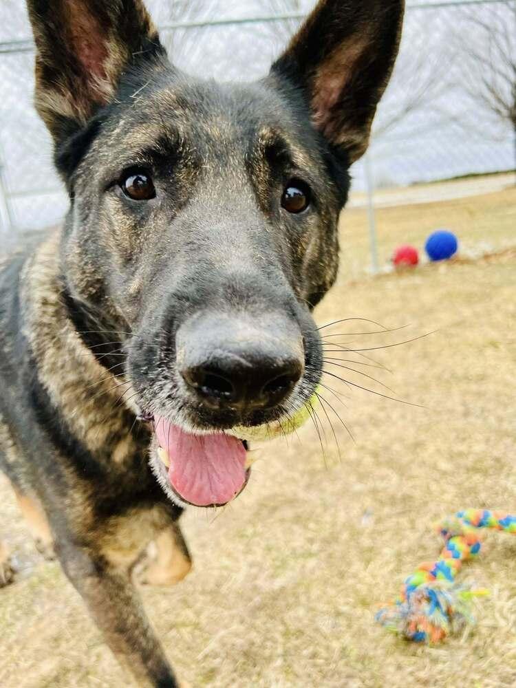 Enlarge Lincoln Q, a Adoptable German Shepherd Dog in Suamico, WI image 6/6