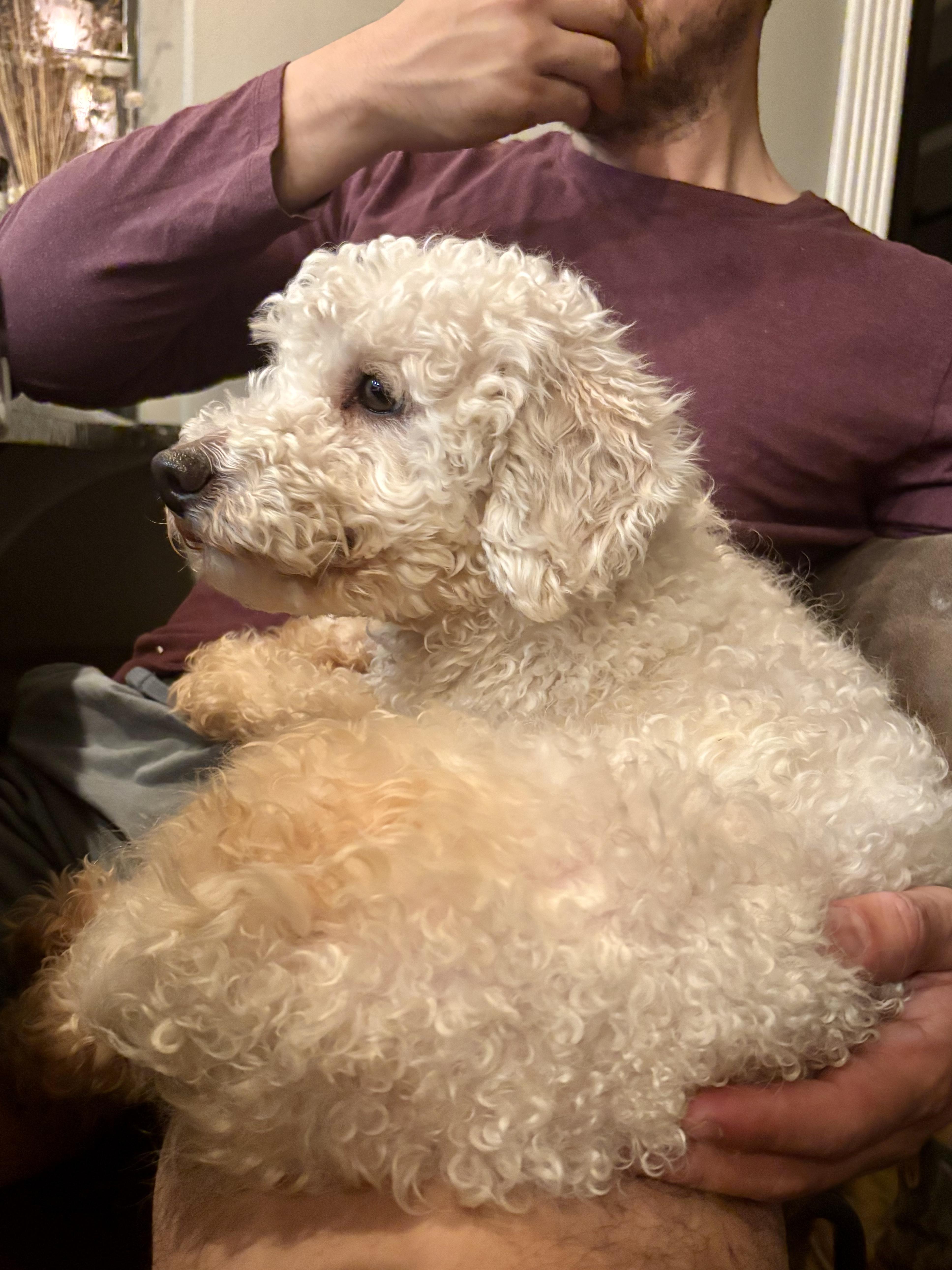 Enlarge Zinc, an adopted mixed breed in Evans City, PA image 5/6