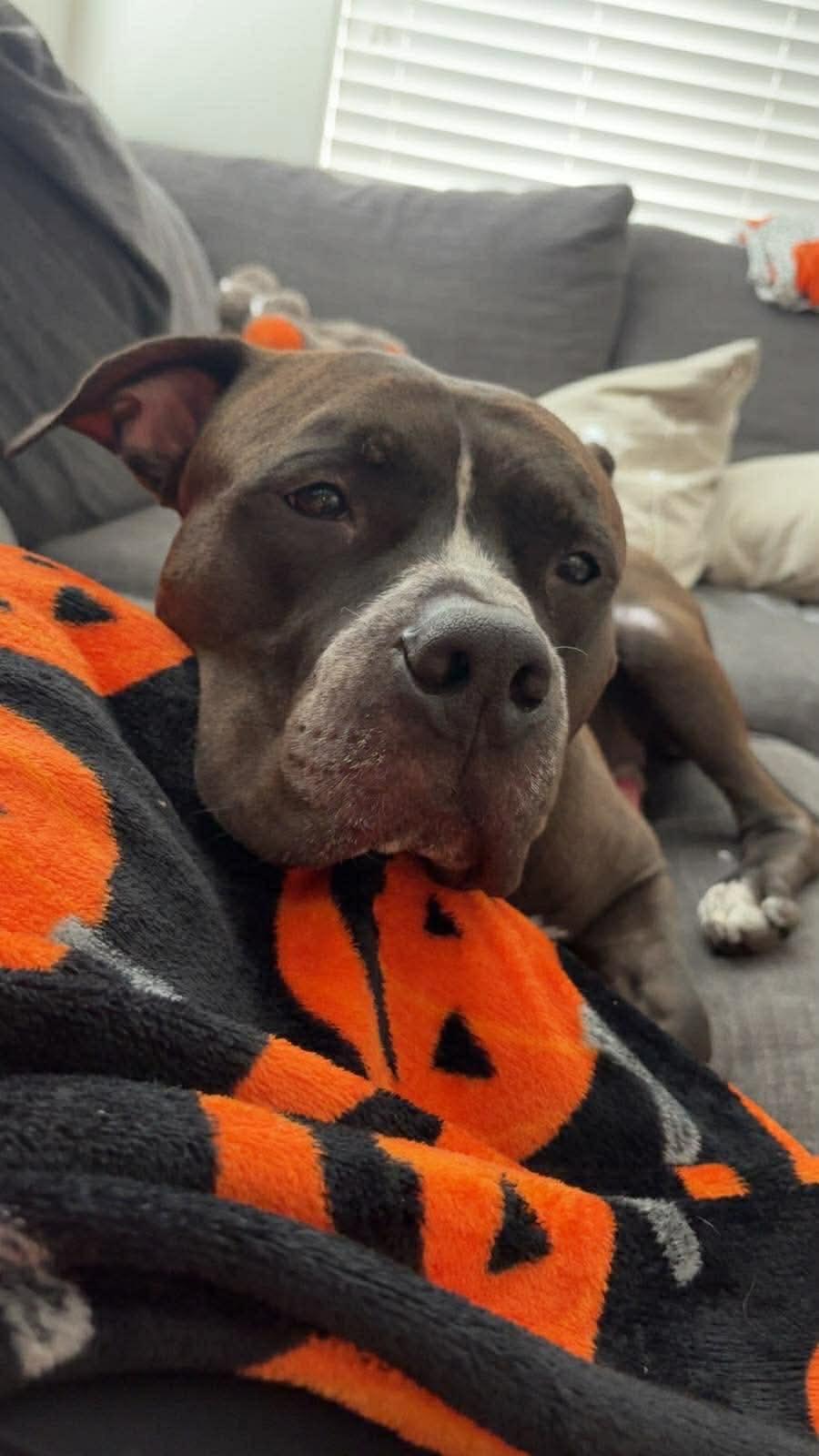 Enlarge Myles, a ADOPTABLE Pit Bull Terrier in Las Vegas, NV image 4/4