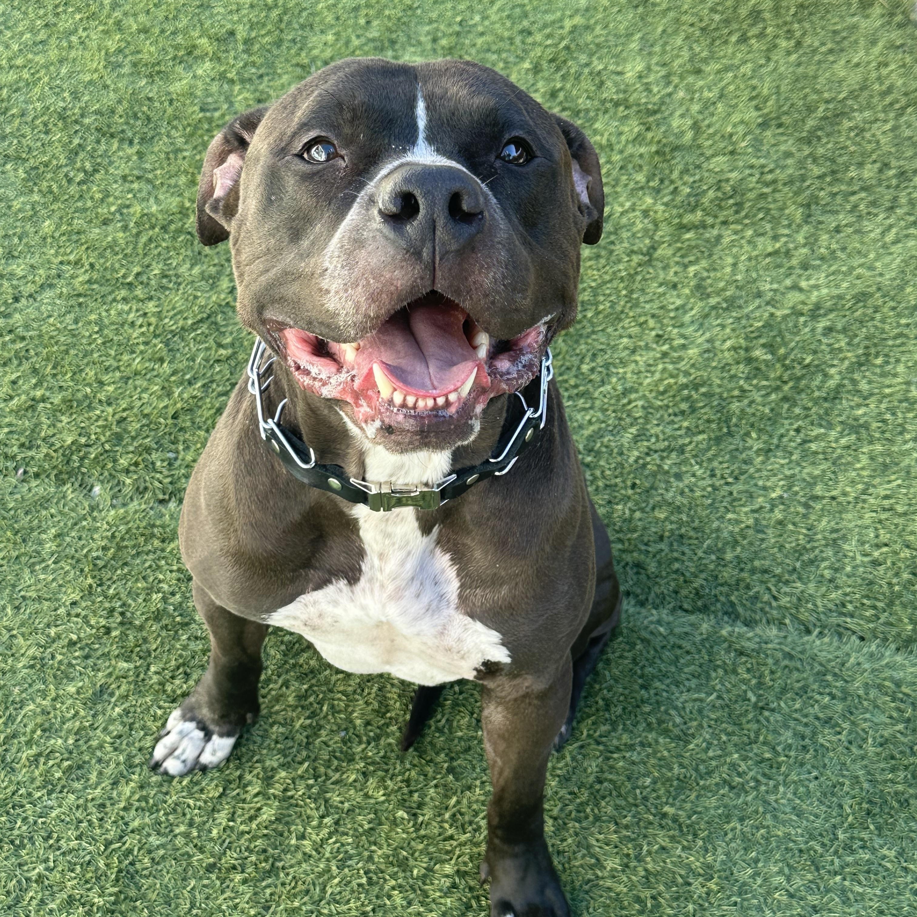 Enlarge Myles, a ADOPTABLE Pit Bull Terrier in Las Vegas, NV image 5/5