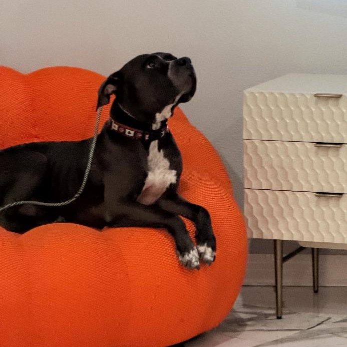 Enlarge Myles, a ADOPTABLE Pit Bull Terrier in Las Vegas, NV image 4/5