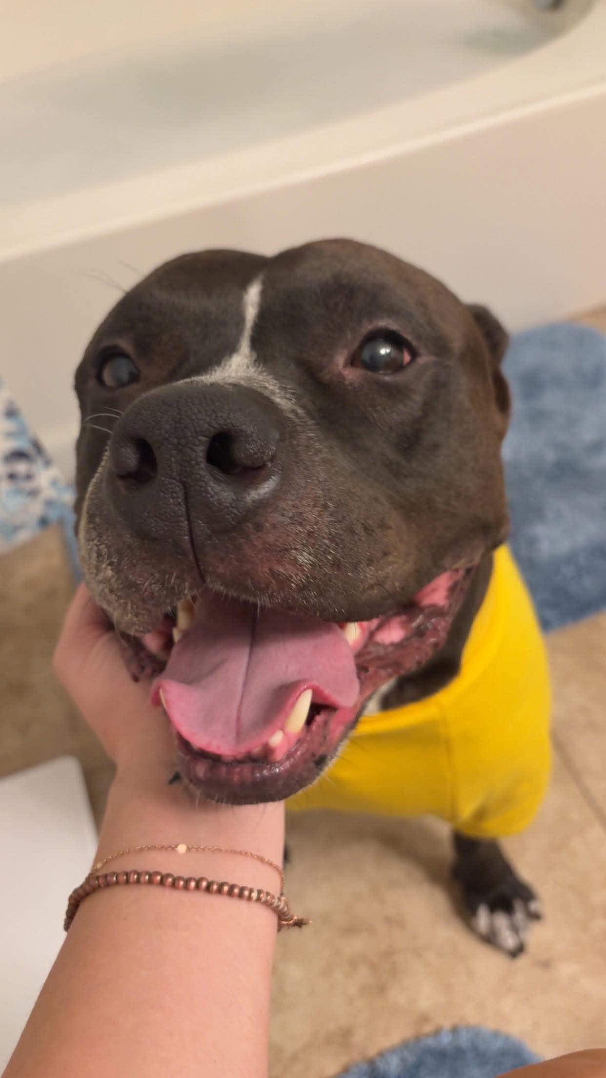 Enlarge Myles, a ADOPTABLE Pit Bull Terrier in Las Vegas, NV image 2/4