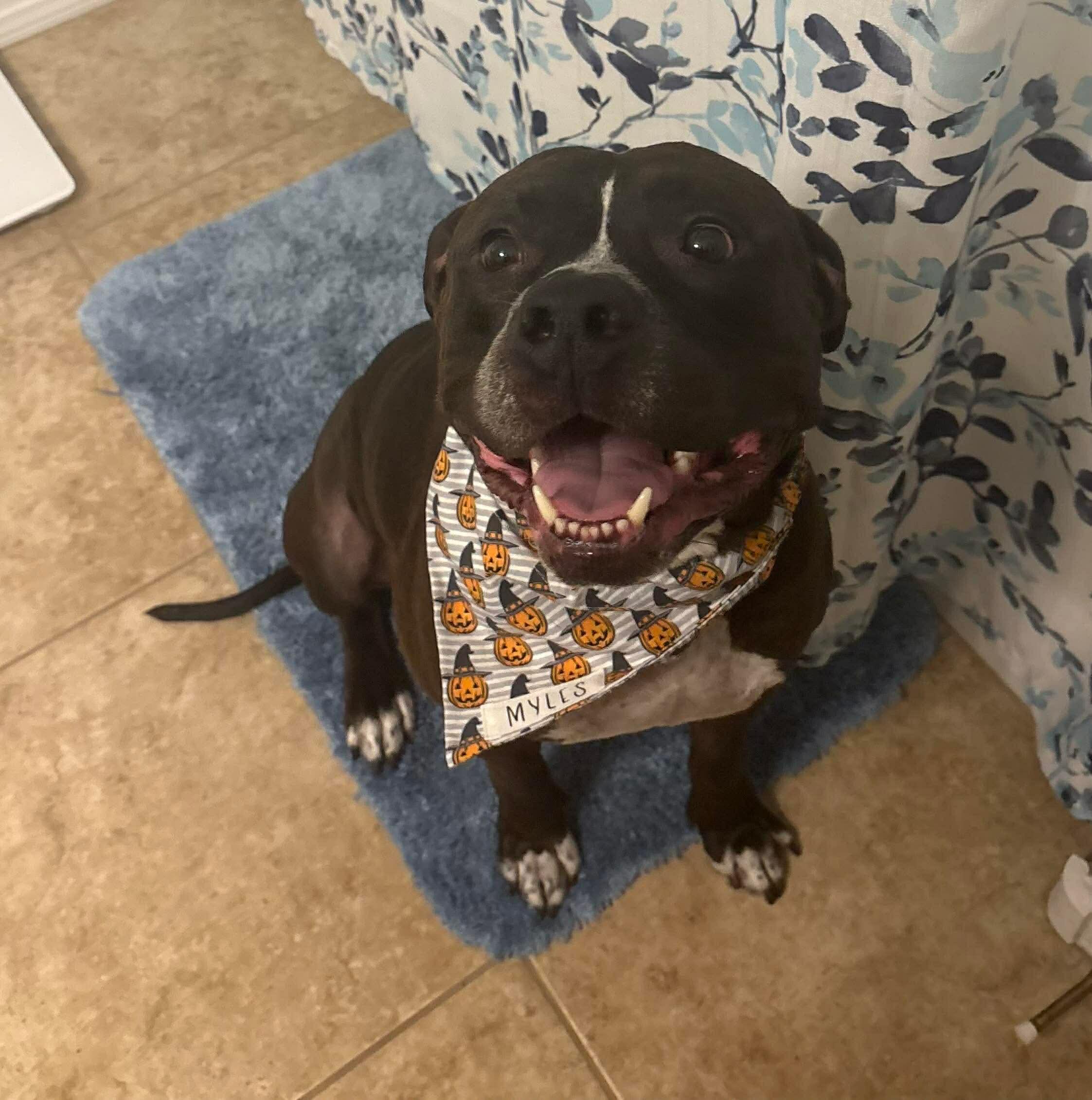 Myles, ADOPTABLE, Adult Male Pit Bull Terrier.