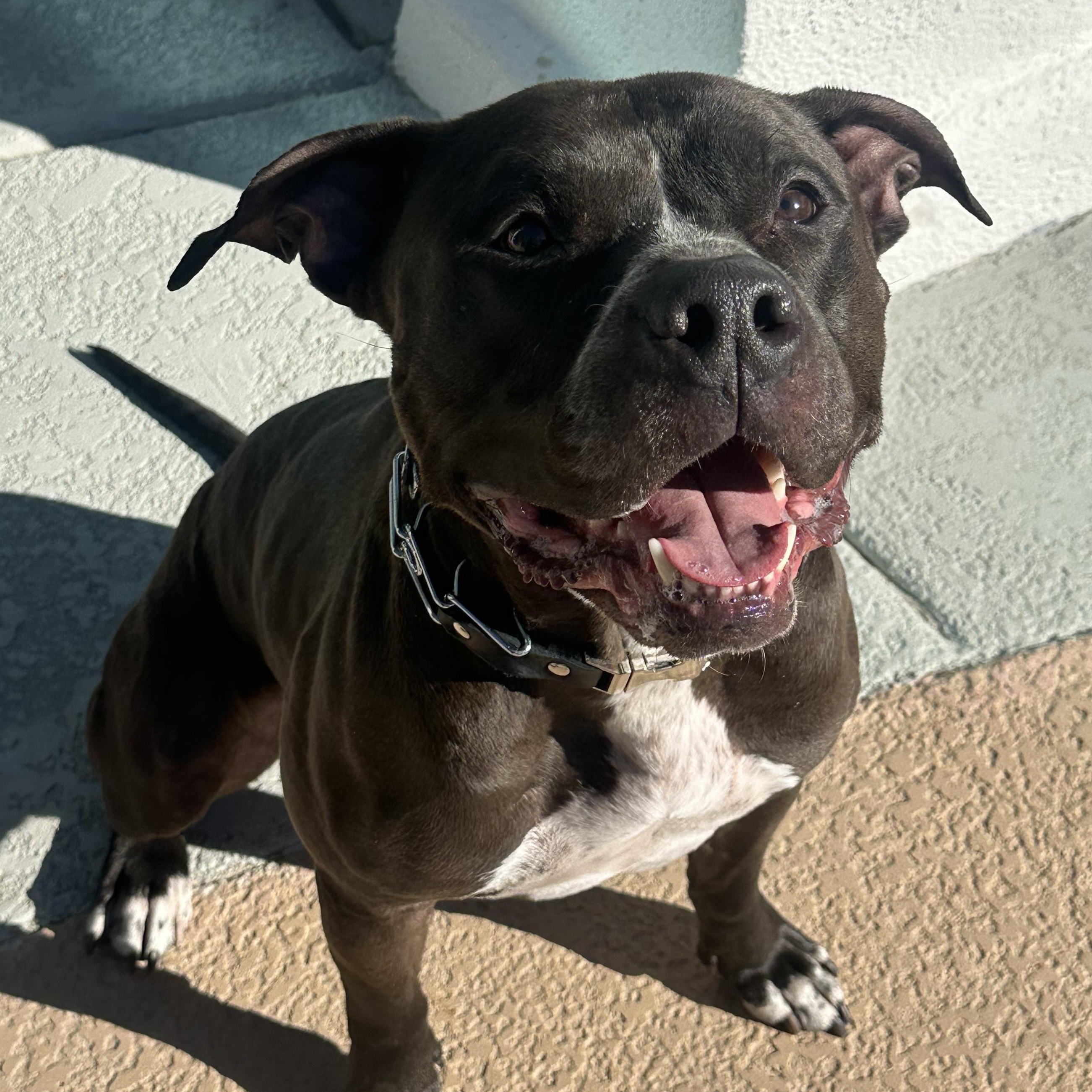 Enlarge Myles, a ADOPTABLE Pit Bull Terrier in Las Vegas, NV image 1/5