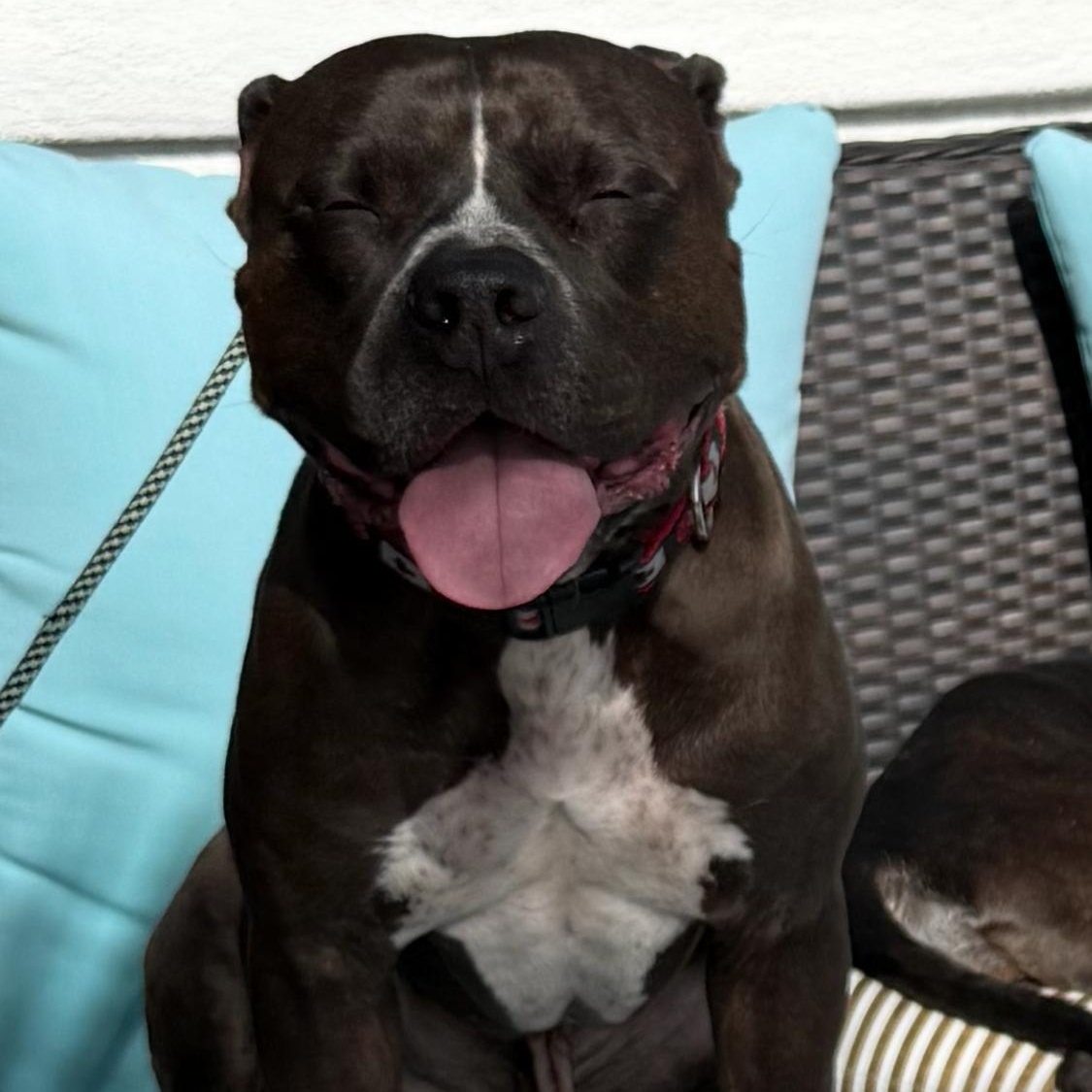 Enlarge Myles, a ADOPTABLE Pit Bull Terrier in Las Vegas, NV image 3/5