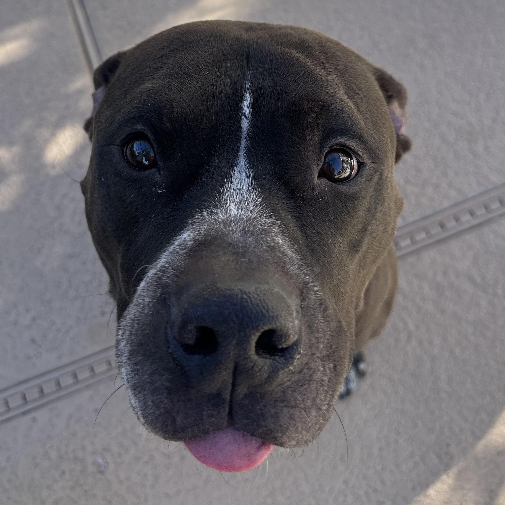 Enlarge Myles, a ADOPTABLE Pit Bull Terrier in Las Vegas, NV image 2/5