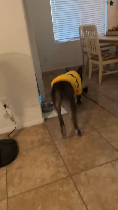 Enlarge Myles, a ADOPTABLE Pit Bull Terrier in Las Vegas, NV video 3/4