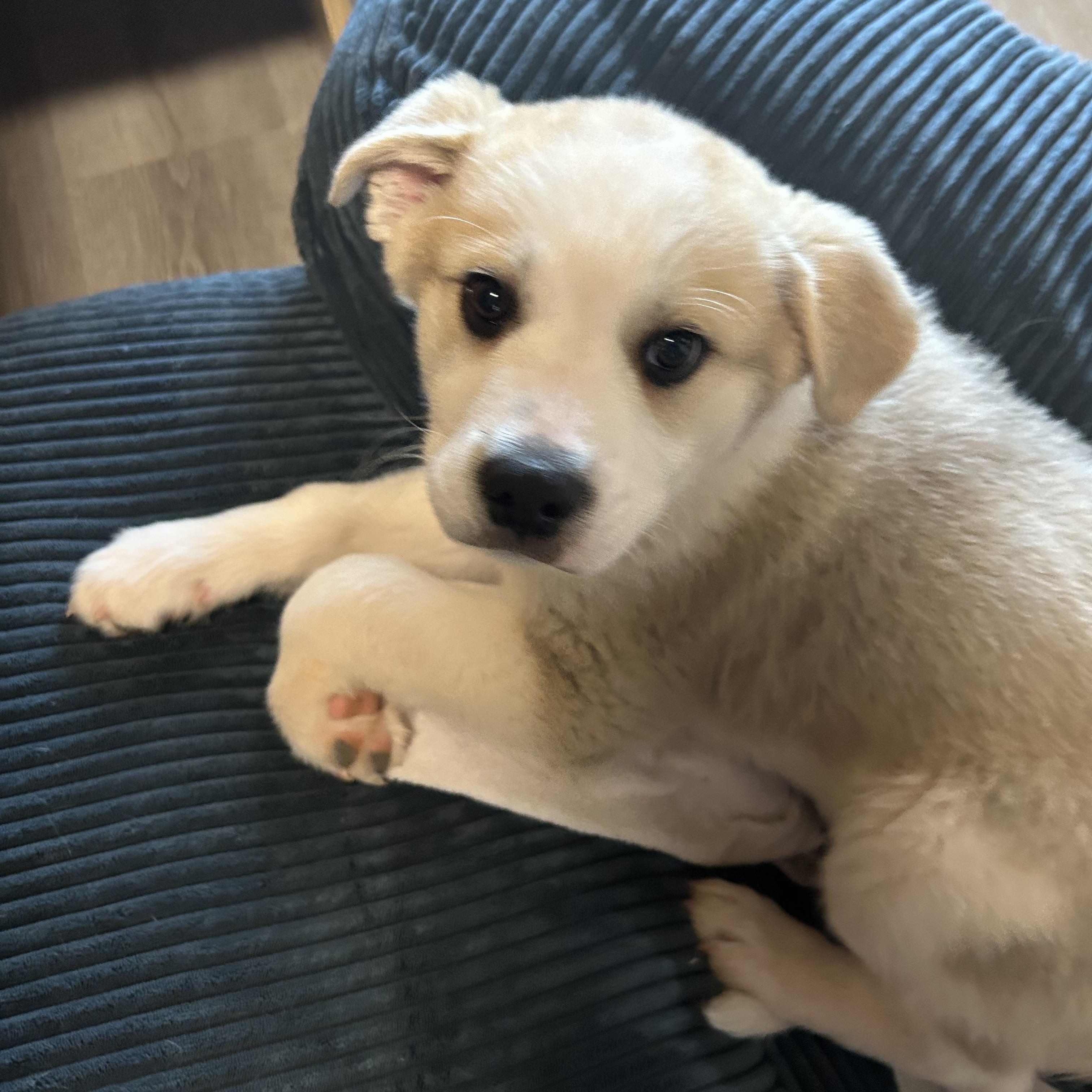 Enlarge Appa, a Adoptable mixed breed in Noble, OK image 4/5