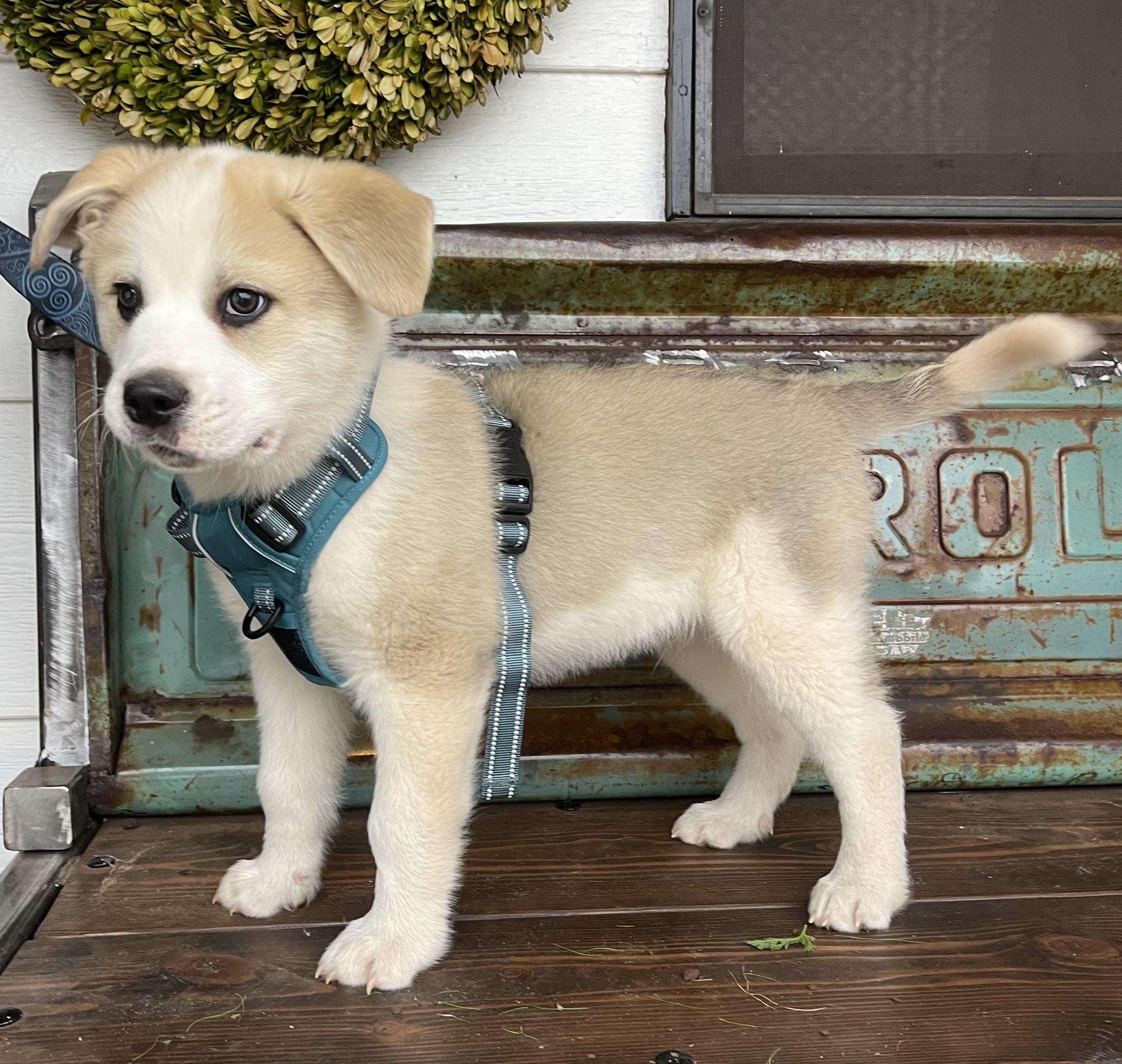 Enlarge Appa, a Adoptable mixed breed in Noble, OK image 1/5