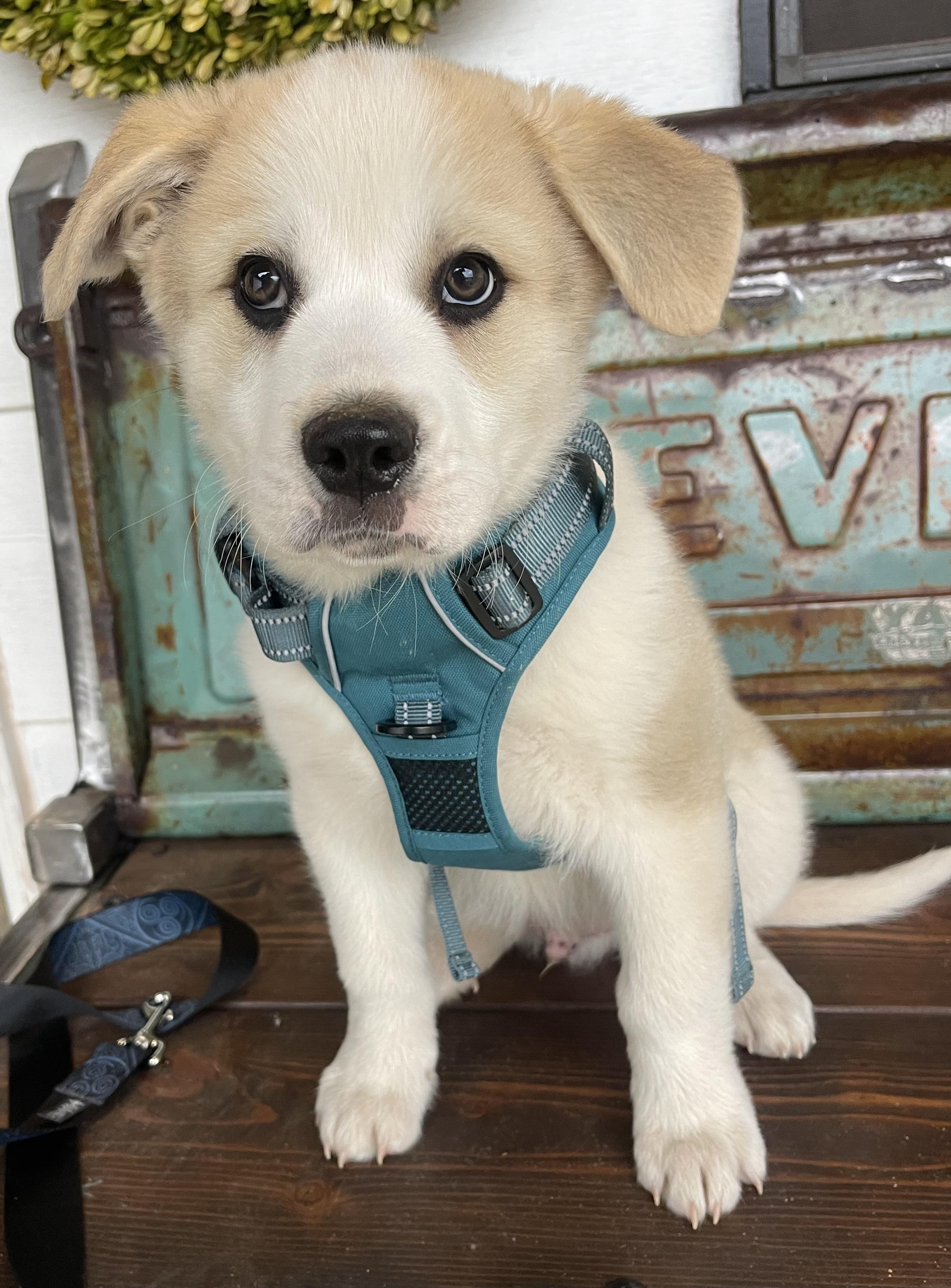 Enlarge Appa, a Adoptable mixed breed in Noble, OK image 2/5