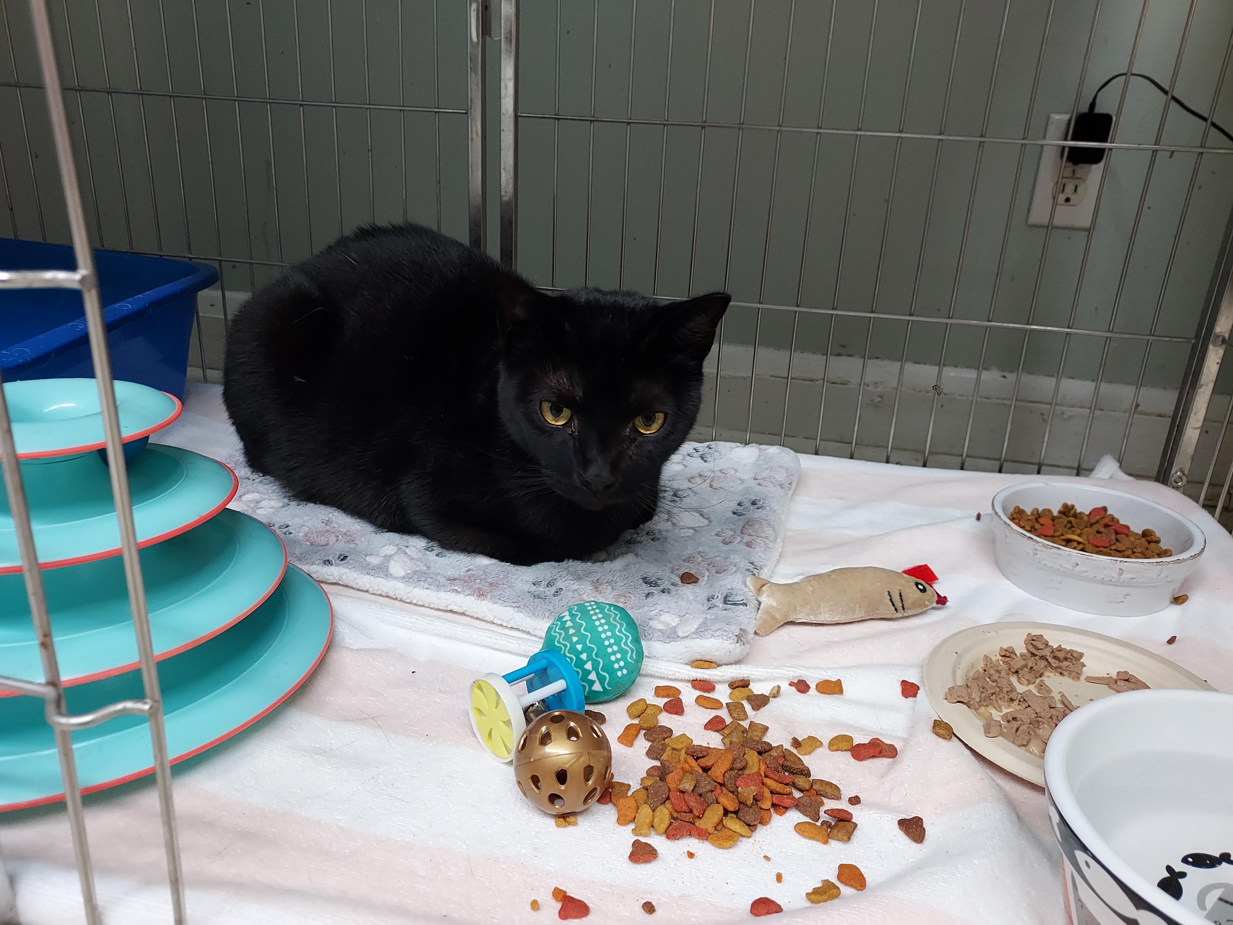 Enlarge Blackie at Luna Cat Collective, a ADOPTABLE Domestic Short Hair in Ellicott City, MD image 2/3