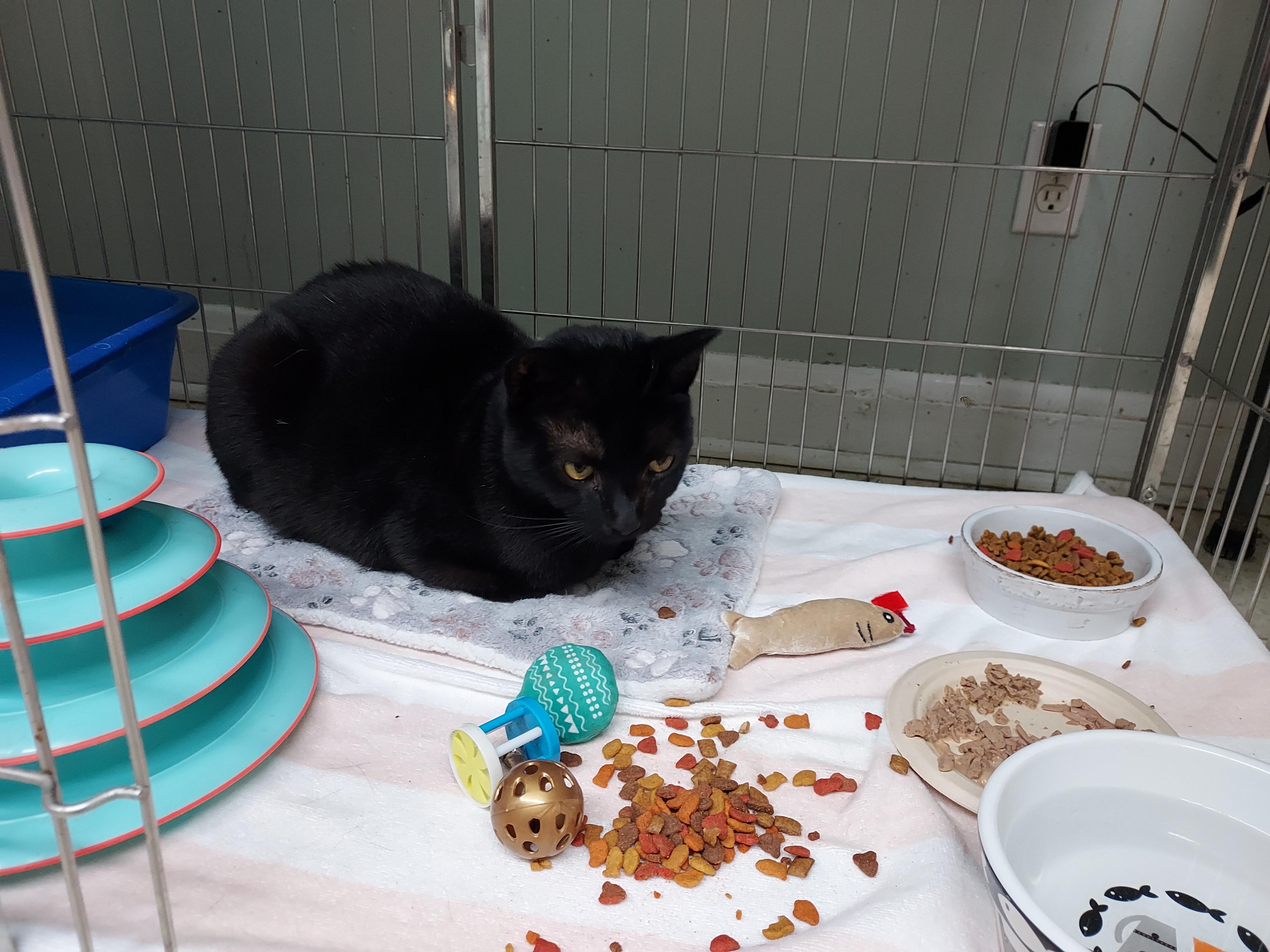 Enlarge Blackie at Luna Cat Collective, a ADOPTABLE Domestic Short Hair in Ellicott City, MD image 3/3