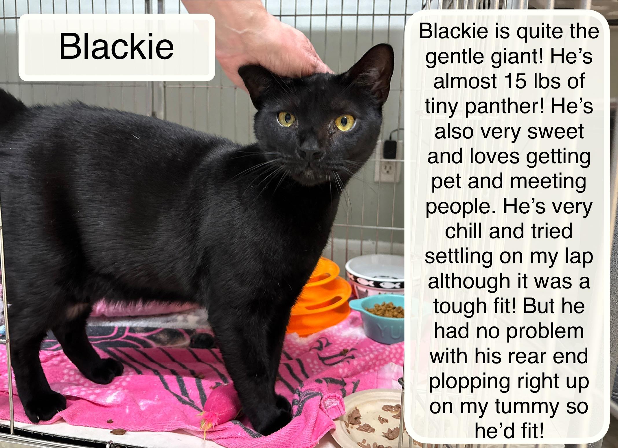 Enlarge Blackie at Luna Cat Collective, a ADOPTABLE Domestic Short Hair in Ellicott City, MD image 1/3