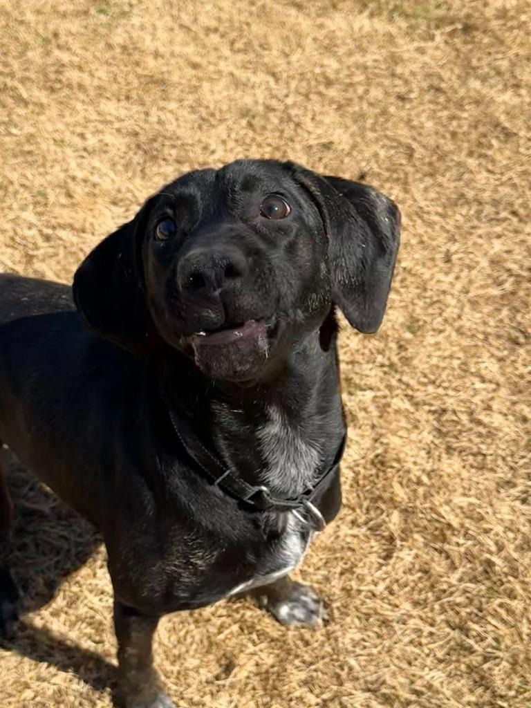 Daisy, Adoptable, Adult Female Hound.