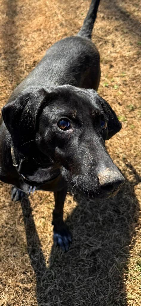 Enlarge Daisy, a Adoptable mixed breed in East Ridge, TN image 2/6