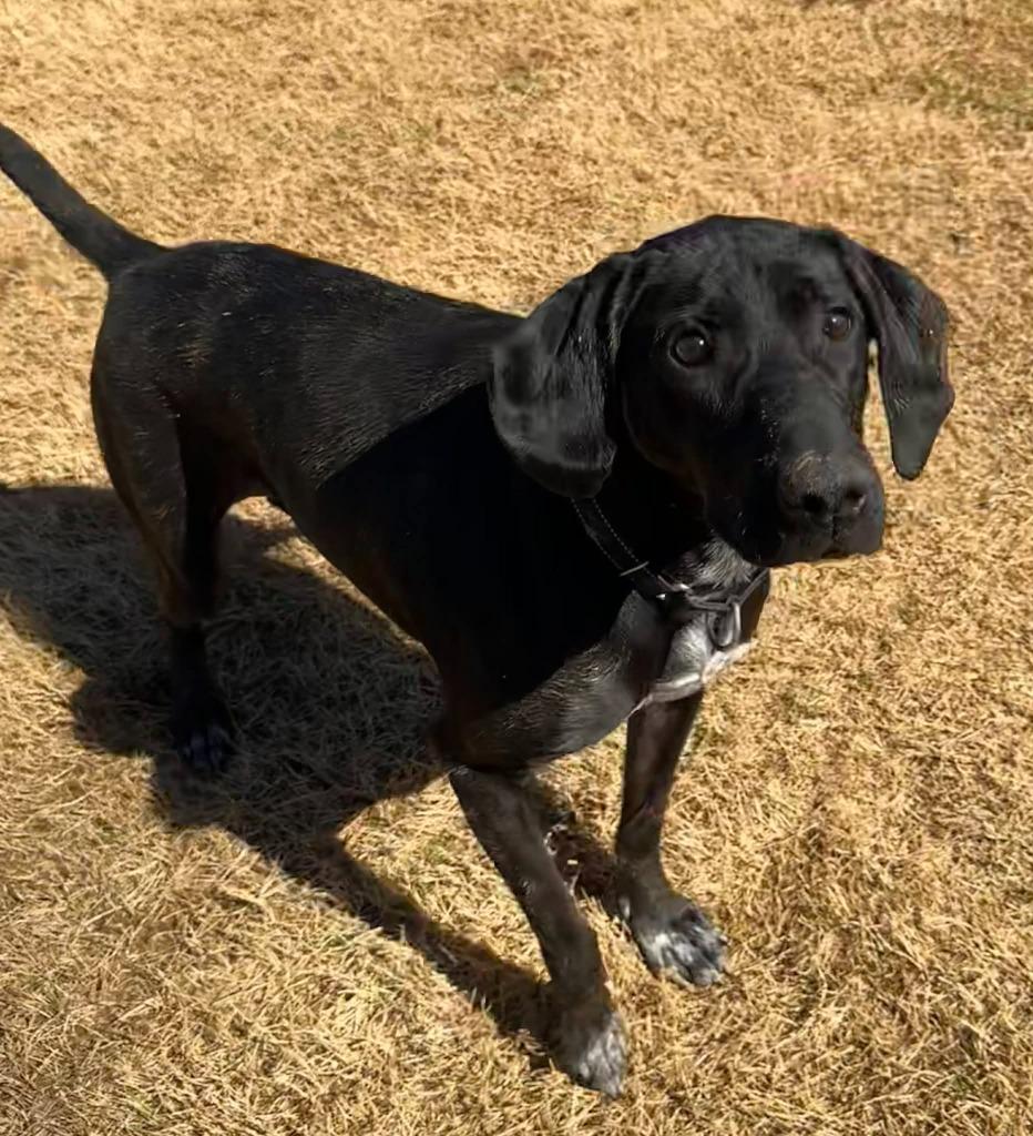 Enlarge Daisy, a Adoptable mixed breed in East Ridge, TN image 3/6