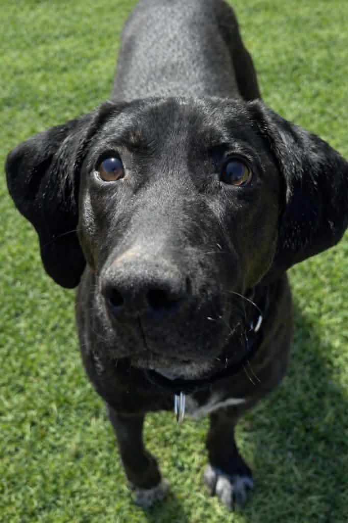 Enlarge Daisy, a Adoptable mixed breed in East Ridge, TN image 4/6