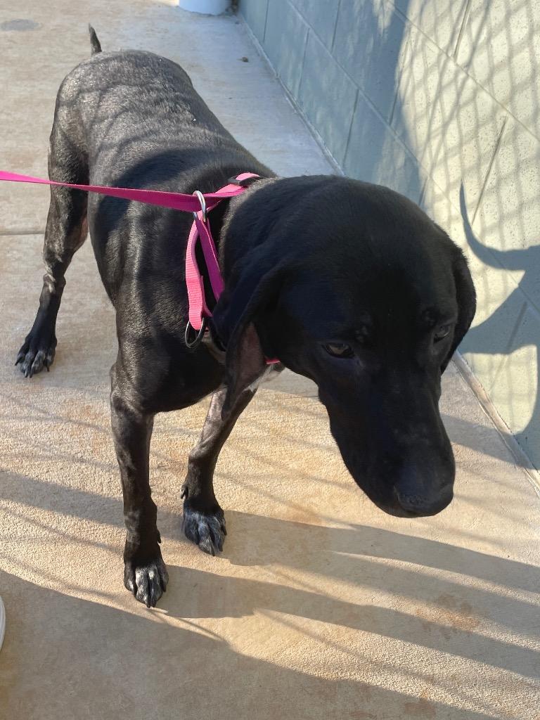 Enlarge Daisy, a Adoptable mixed breed in East Ridge, TN image 1/1