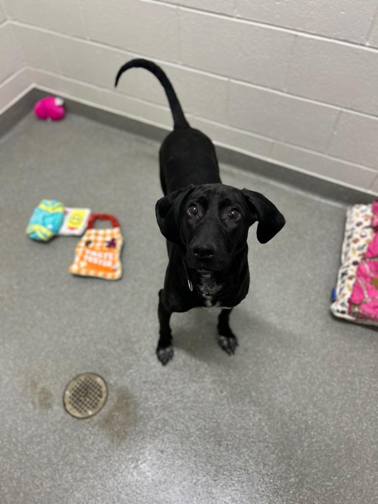 Enlarge Daisy, a Adoptable mixed breed in East Ridge, TN image 5/6