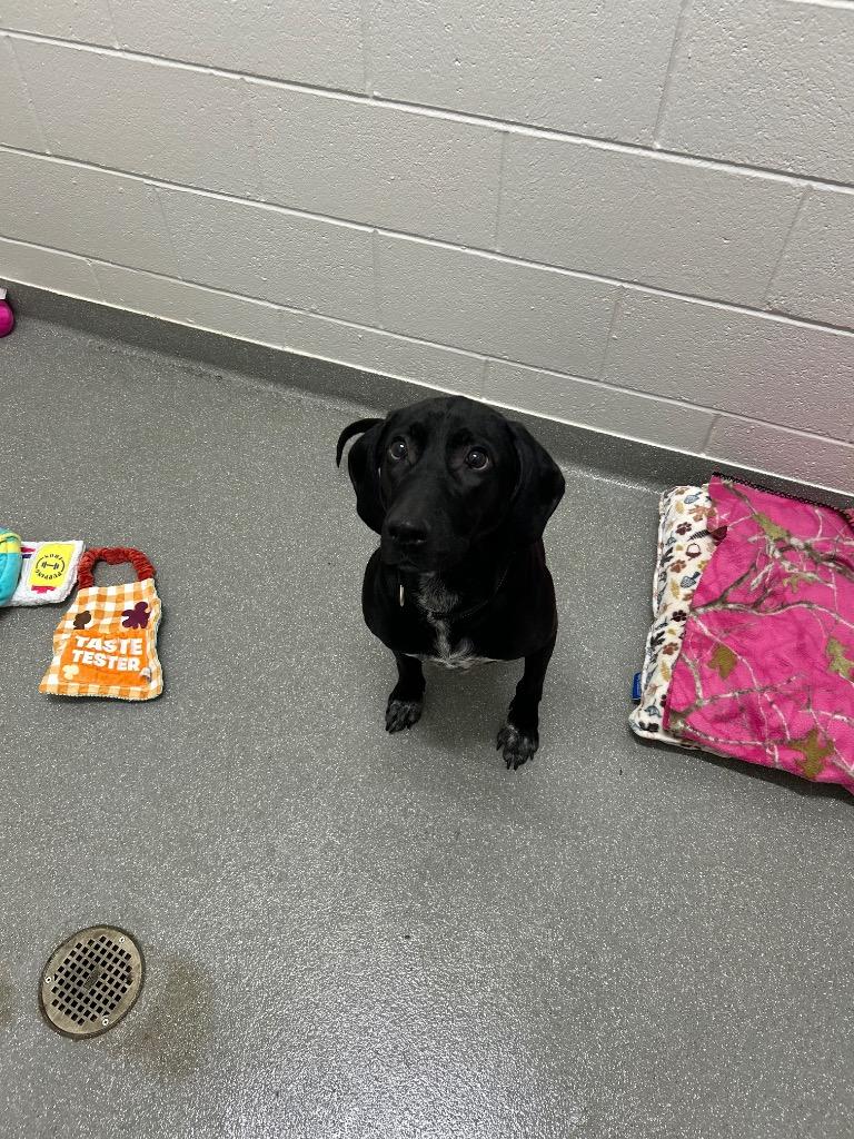 Enlarge Daisy, a Adoptable mixed breed in East Ridge, TN image 6/6