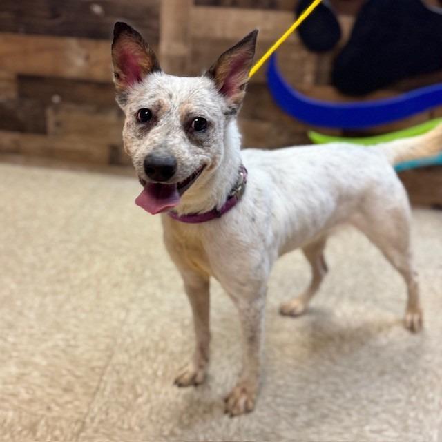 Enlarge Adelaide, a Adoptable mixed breed in Bullhead City, AZ image 1/4