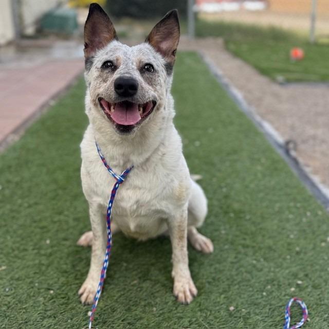 Enlarge Adelaide, a Adoptable mixed breed in Bullhead City, AZ image 3/4