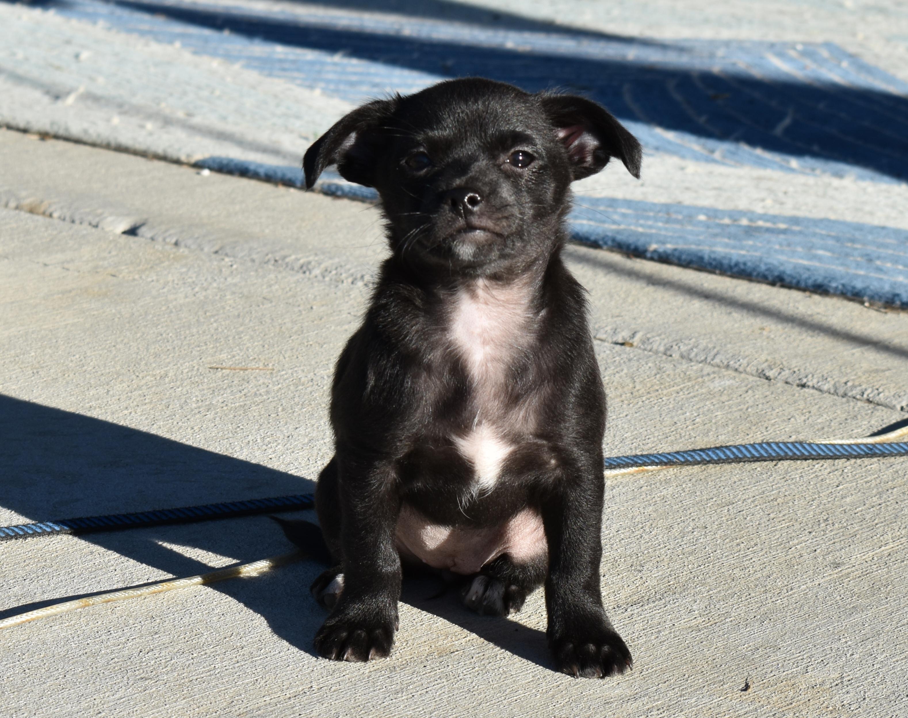 Gitty, a ADOPTABLE mixed breed in Union Gap, WA image 3/5