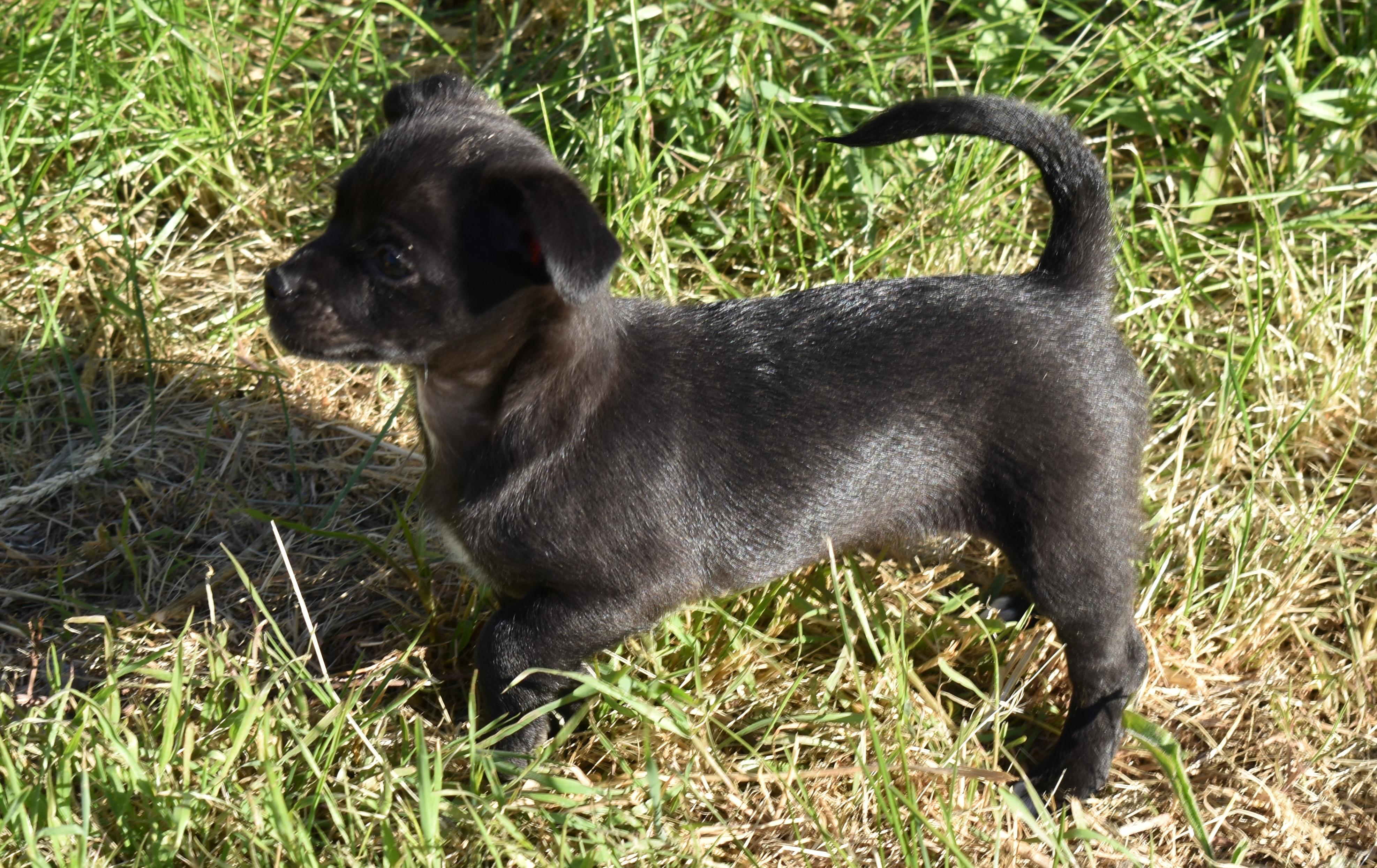 Gitty, a ADOPTABLE mixed breed in Union Gap, WA image 4/5