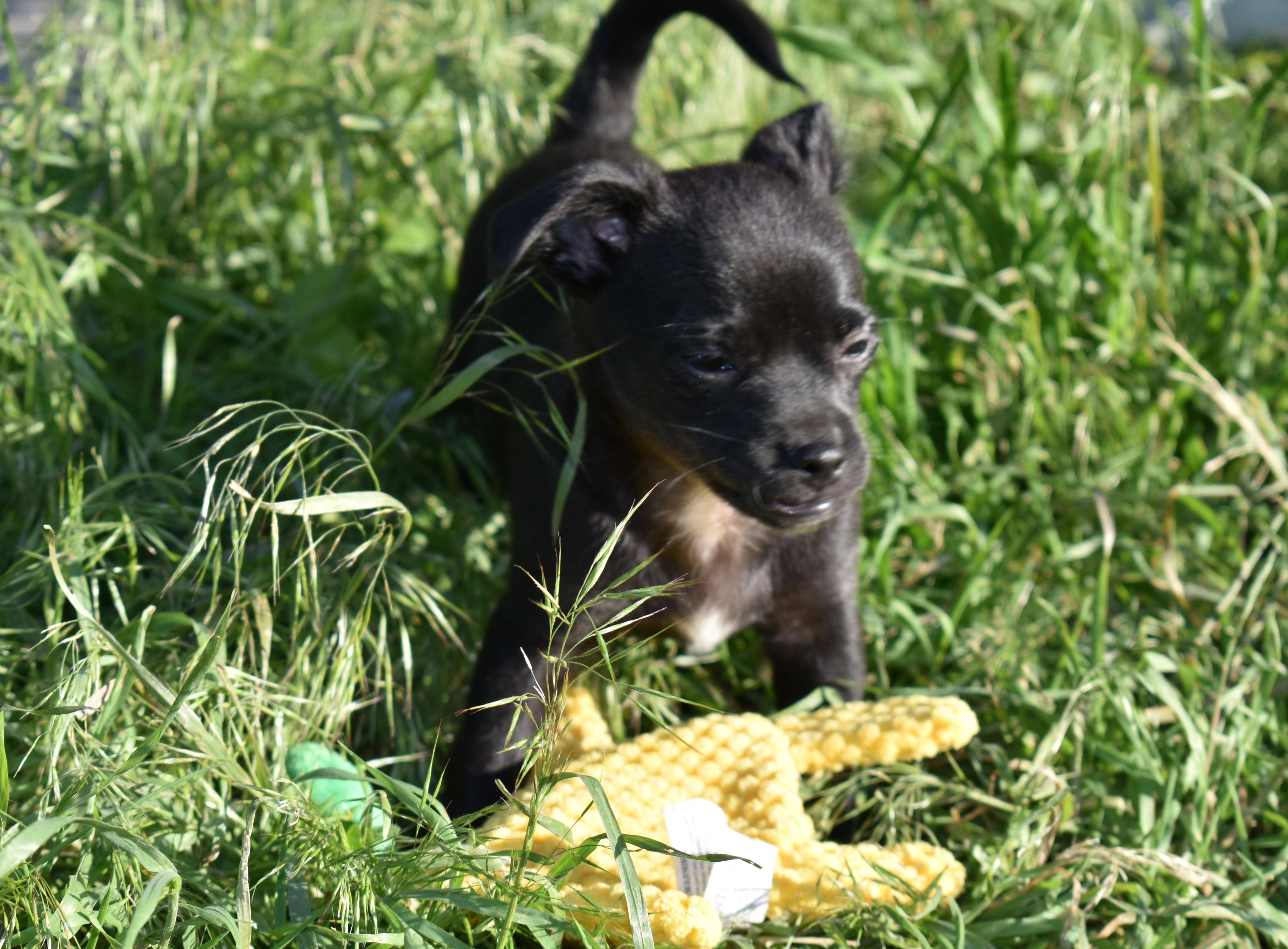 Gitty, a ADOPTABLE mixed breed in Union Gap, WA image 2/5
