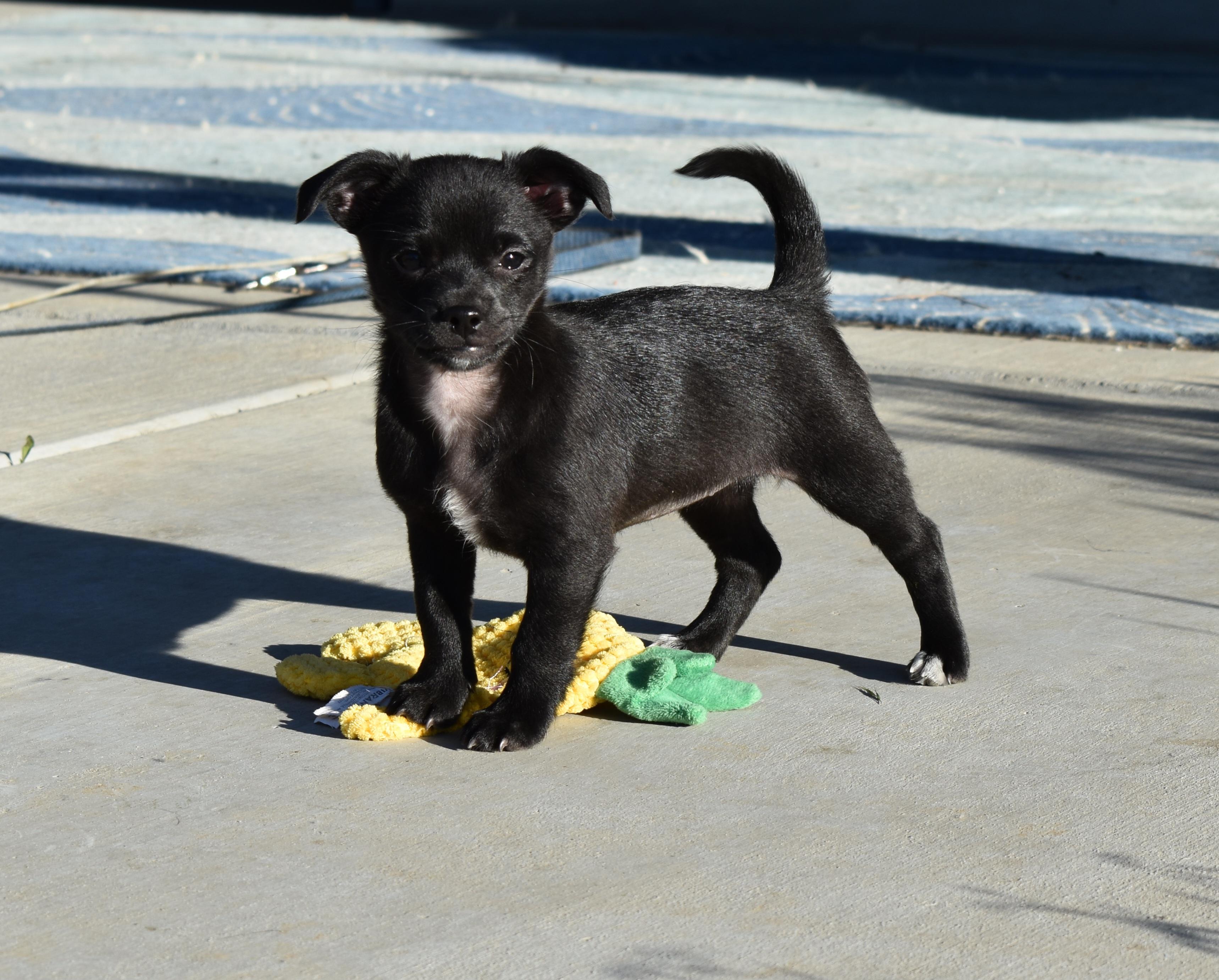 Gitty, ADOPTABLE, Puppy Female Chihuahua.
