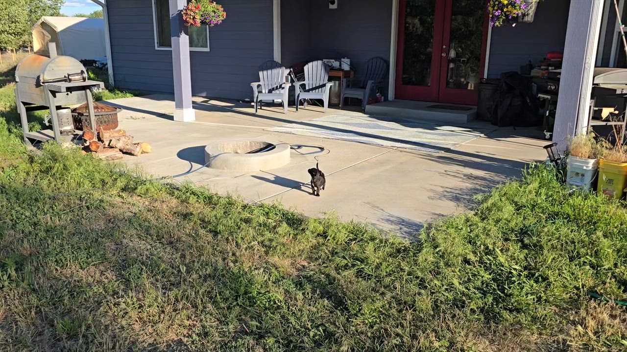 Enlarge Gitty, a ADOPTABLE mixed breed in Union Gap, WA video 5/5