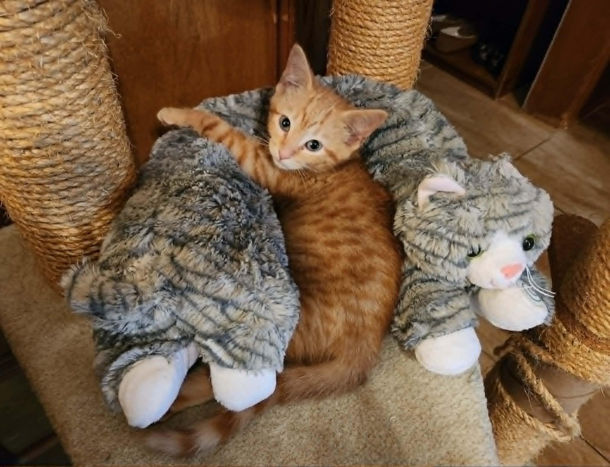 Enlarge Honey, a ADOPTABLE Domestic Short Hair in Mansfield, TX image 2/2