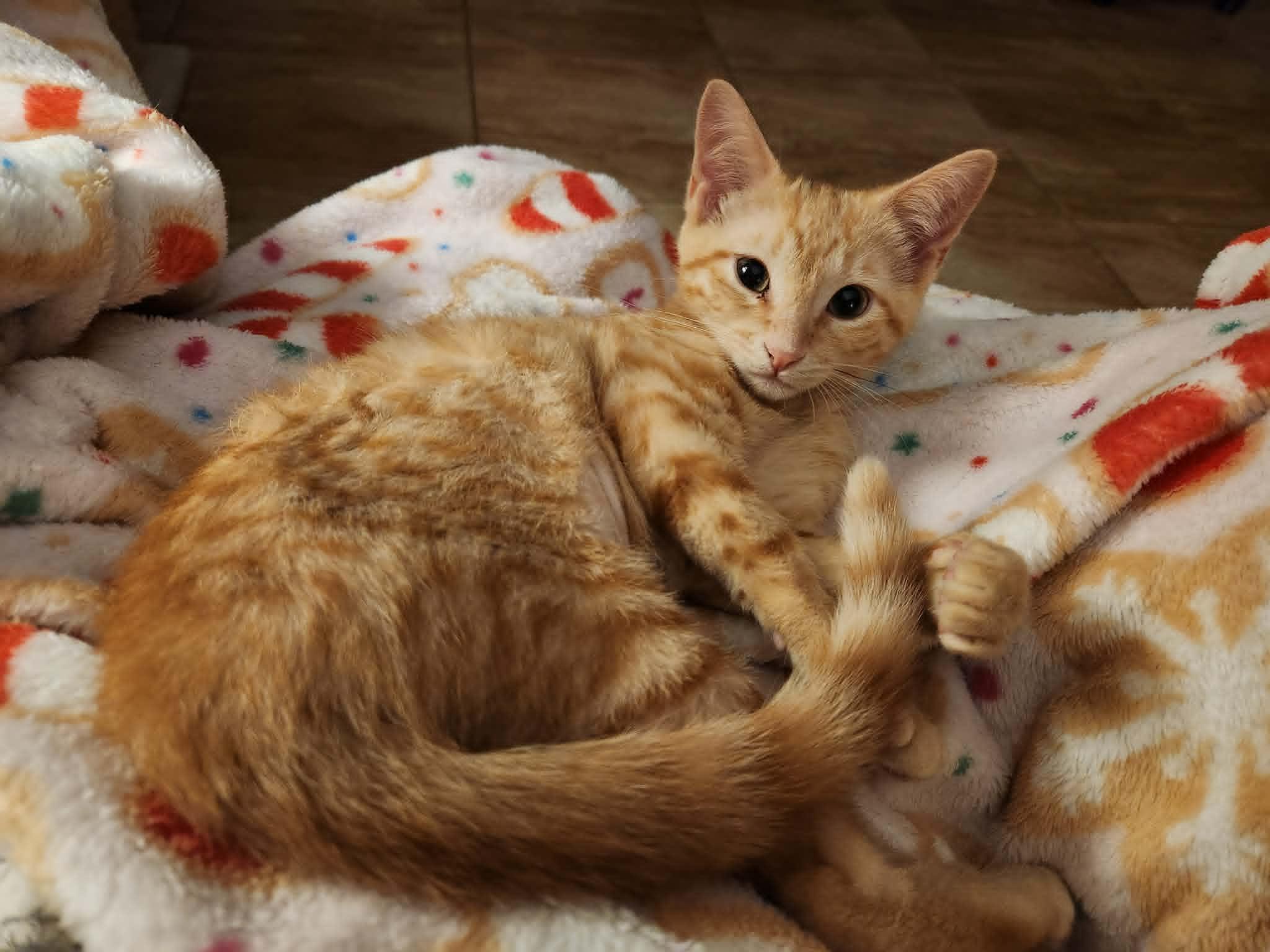Enlarge Honey, a ADOPTABLE Domestic Short Hair in Mansfield, TX image 1/2