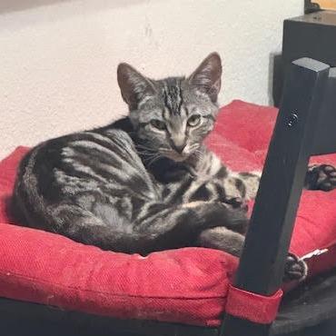 Mouse — thumbnail 2