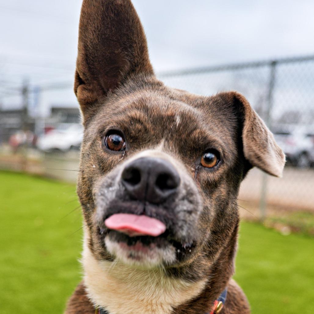 Enlarge Woodstock (Meeko), a Adoptable Mixed Breed in Huntsville, AL image 1/6
