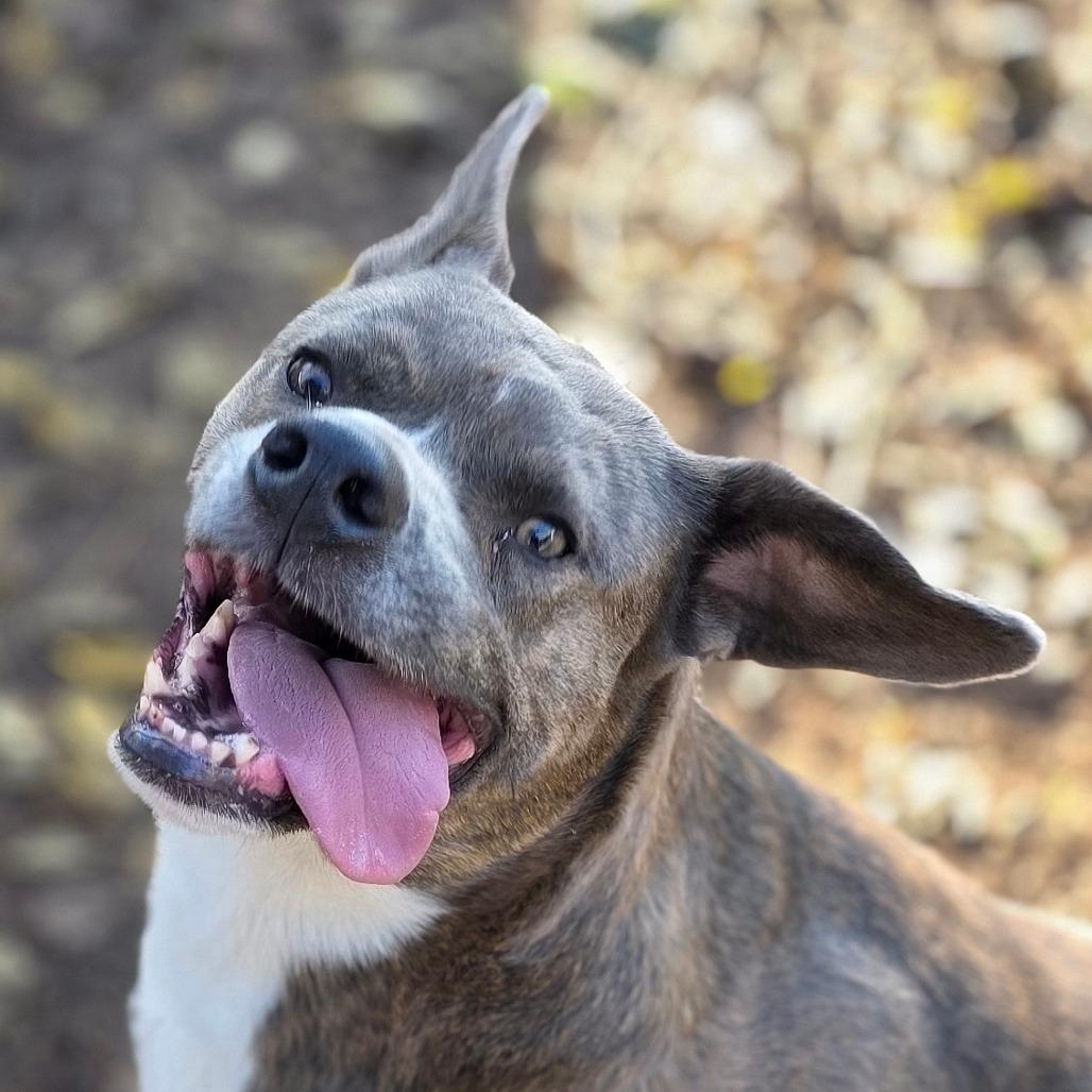 Enlarge Woodstock (Meeko), a Adoptable Mixed Breed in Huntsville, AL image 1/6