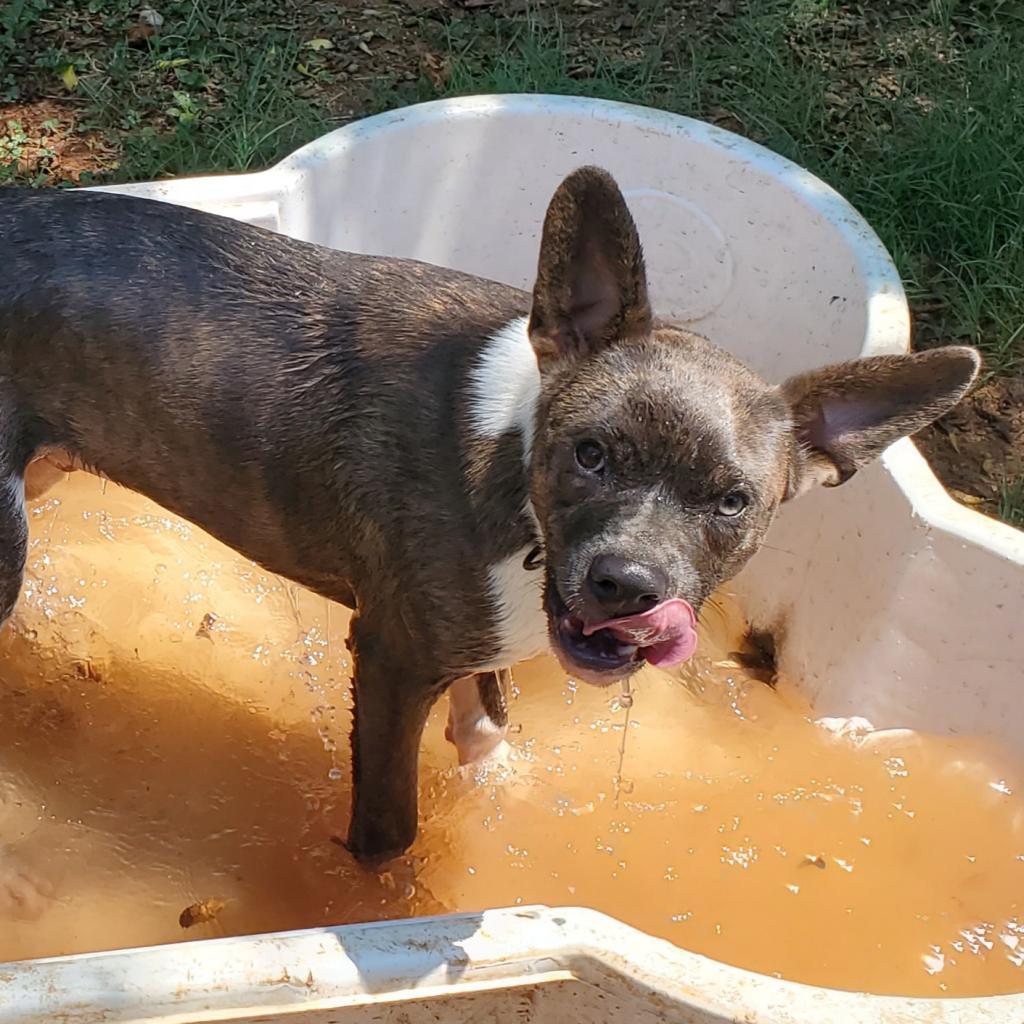 Woodstock (Meeko), Adoptable, Adult Male Mixed Breed.