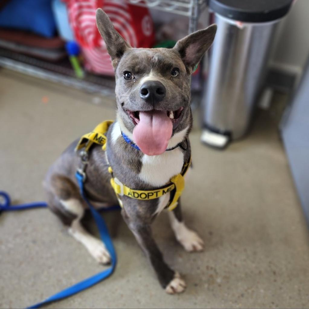 Enlarge Woodstock (Meeko), a Adoptable Mixed Breed in Huntsville, AL image 2/6