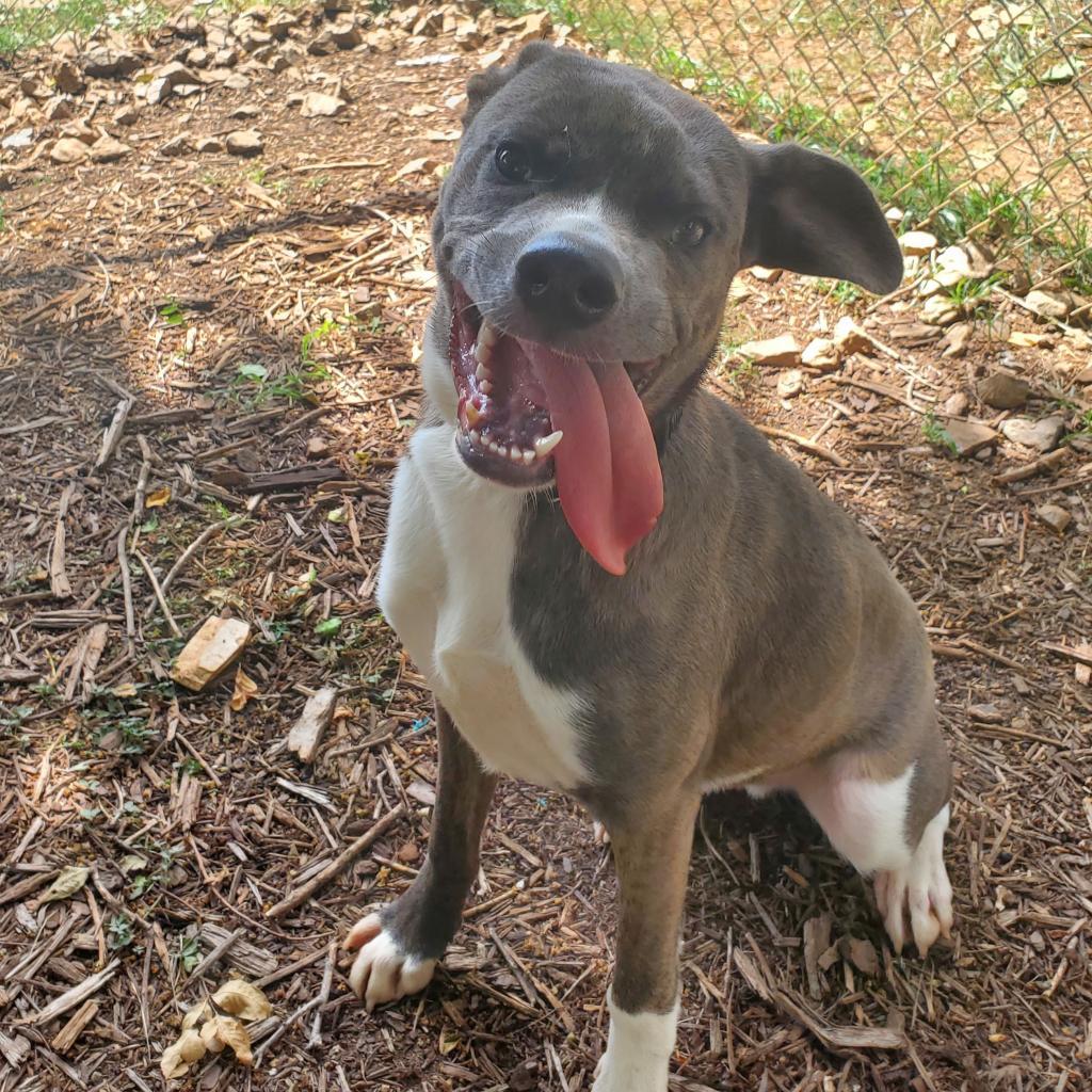 Enlarge Woodstock (Meeko), a Adoptable Mixed Breed in Huntsville, AL image 3/6