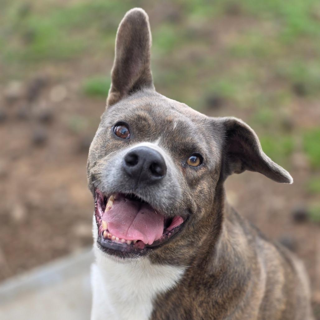 Enlarge Woodstock (Meeko), a Adoptable Mixed Breed in Huntsville, AL image 4/6